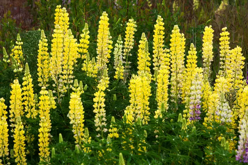 Altramuz amarillo