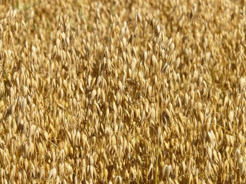 Avena