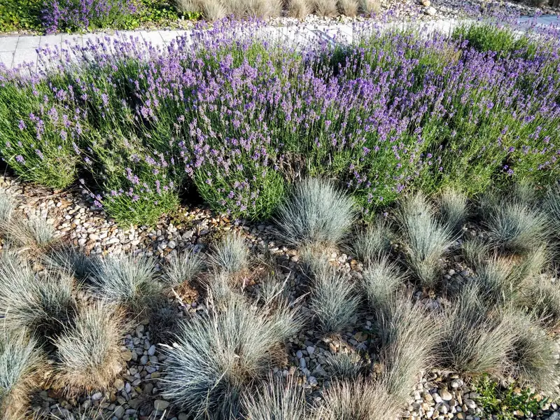 Festuca roja