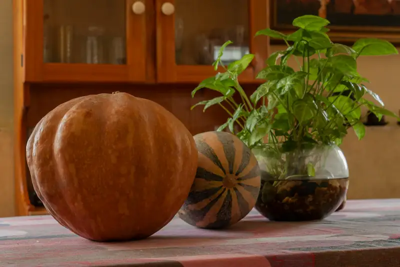 Portainjerto calabaza