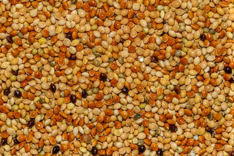 Sorgo