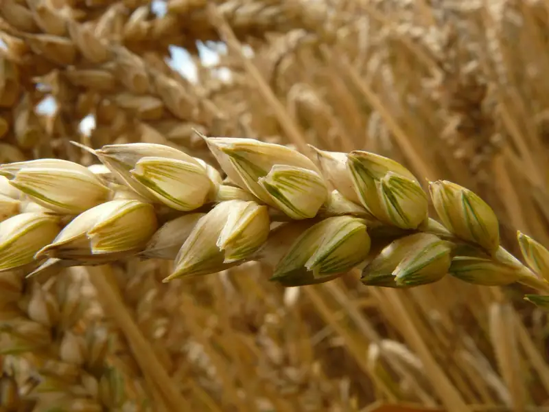 Triticale