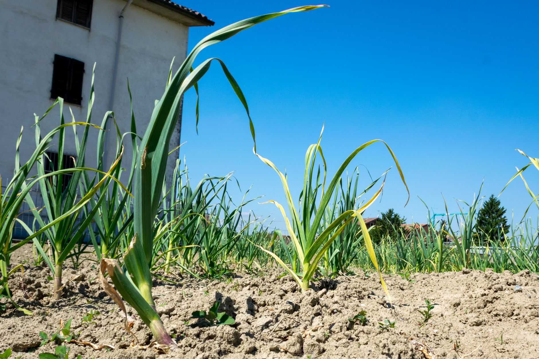 plantas de ajo en el campo