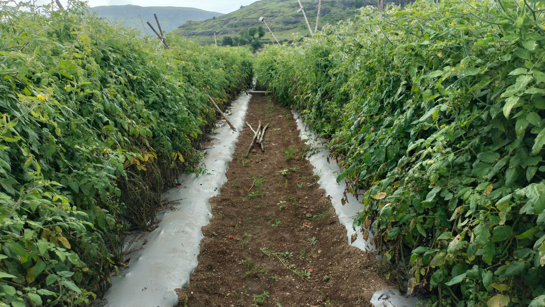 cultivar tomates en el huerto