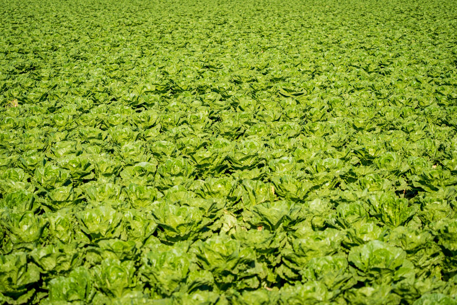 cultivar lechugas en el huerto
