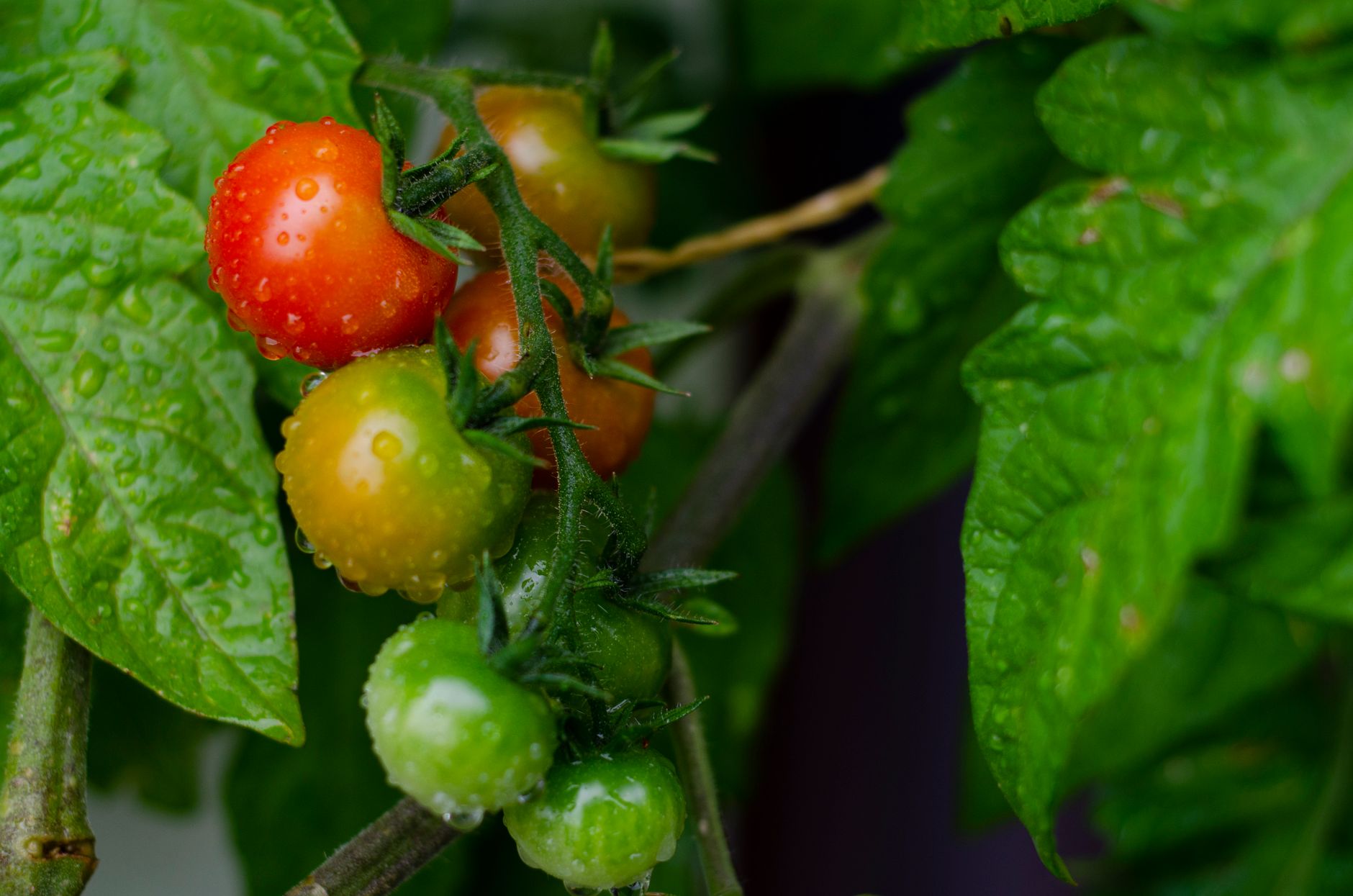tomates madurando en la planta