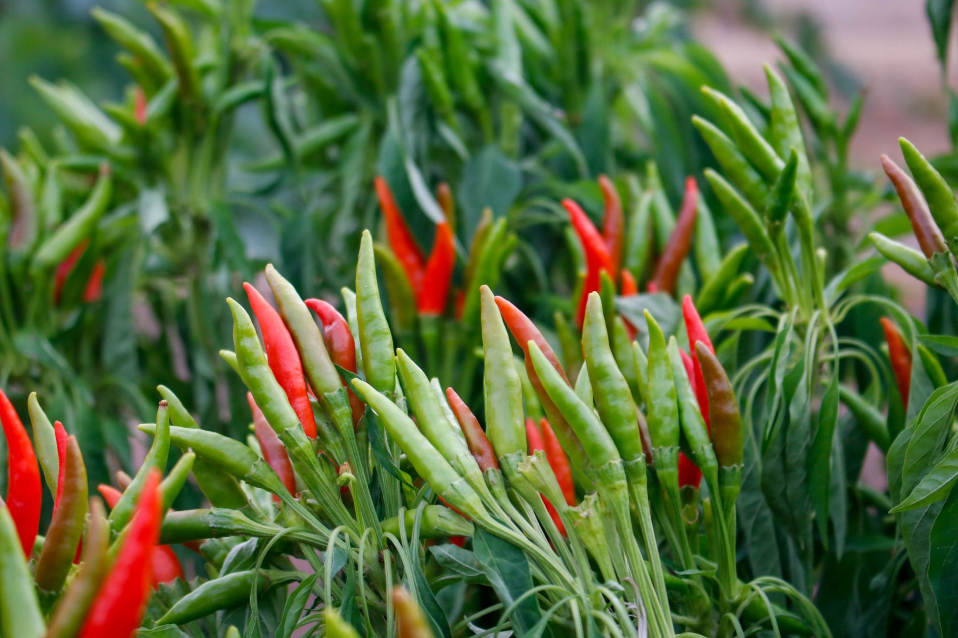 pimientos madurando en la planta