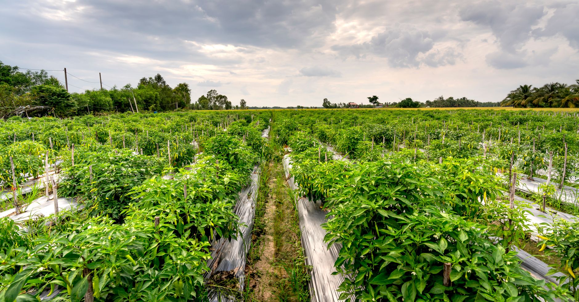 cultivar pimientos en el huerto