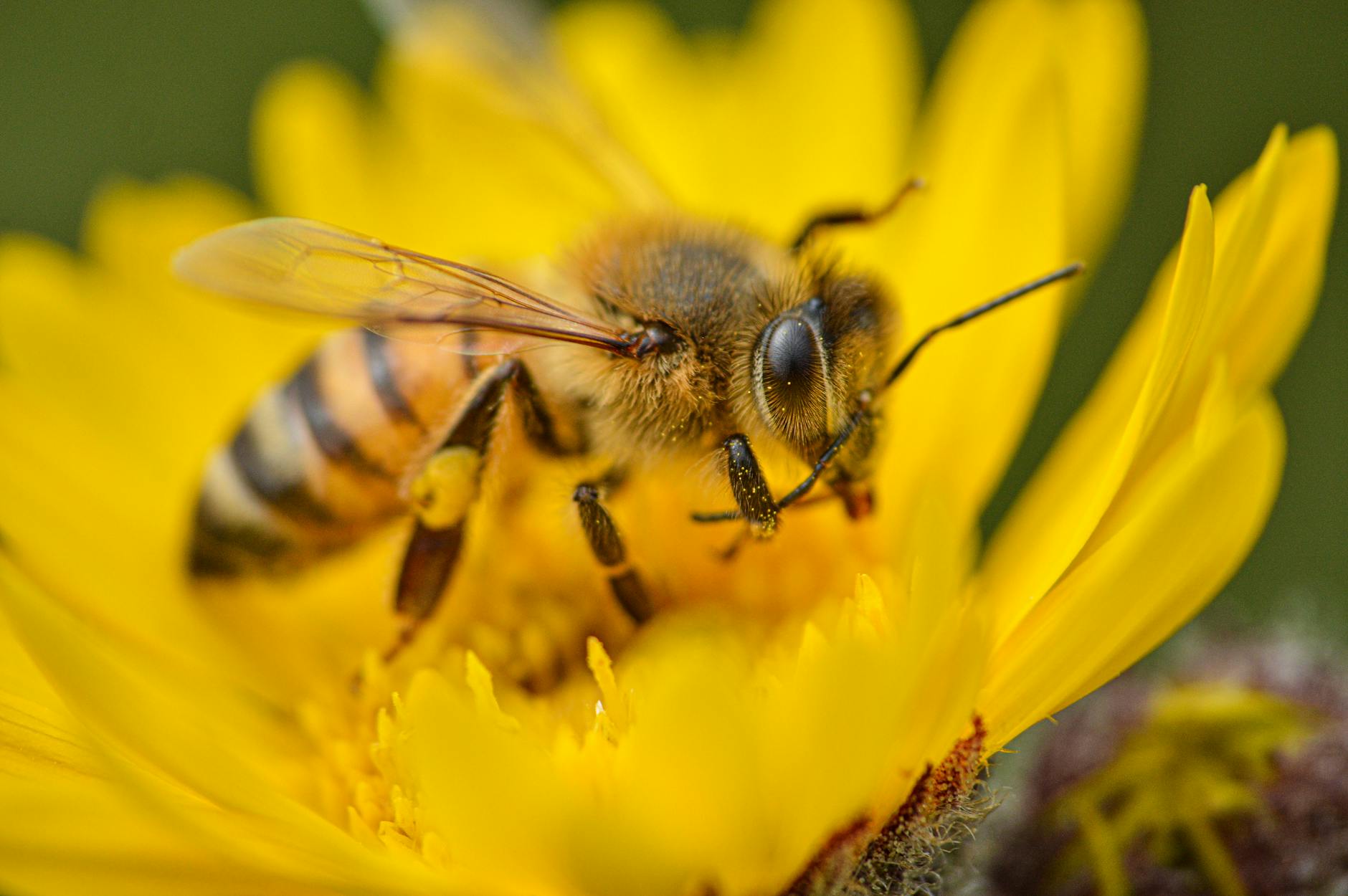 Fotografía macro detallada de una abeja recolectando polen de una flor amarilla en Toluca, México.