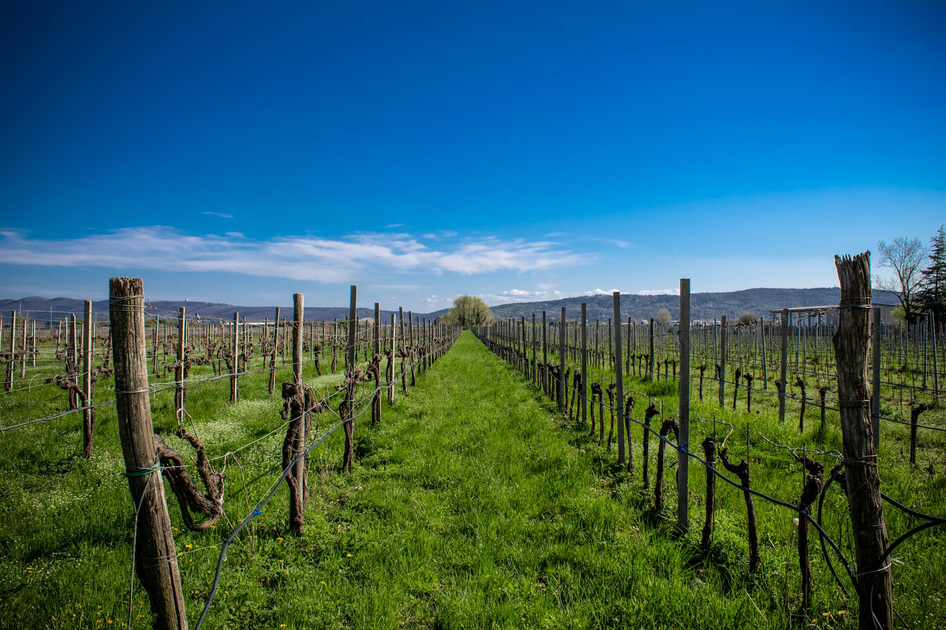 Vibrante paisaje de viñedos primaverales en Friuli-Venecia Julia, Italia, bajo un cielo azul claro.