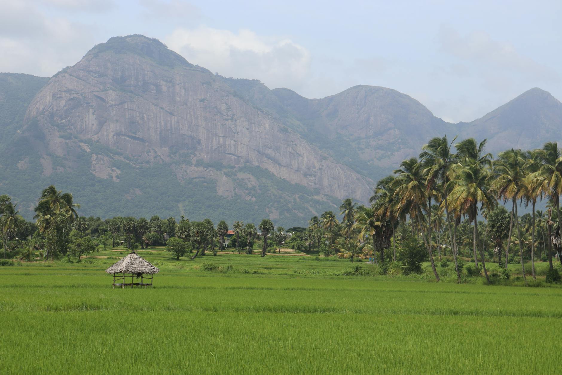 Arrozales Verdes Y Exuberantes En Palakkad, Kerala