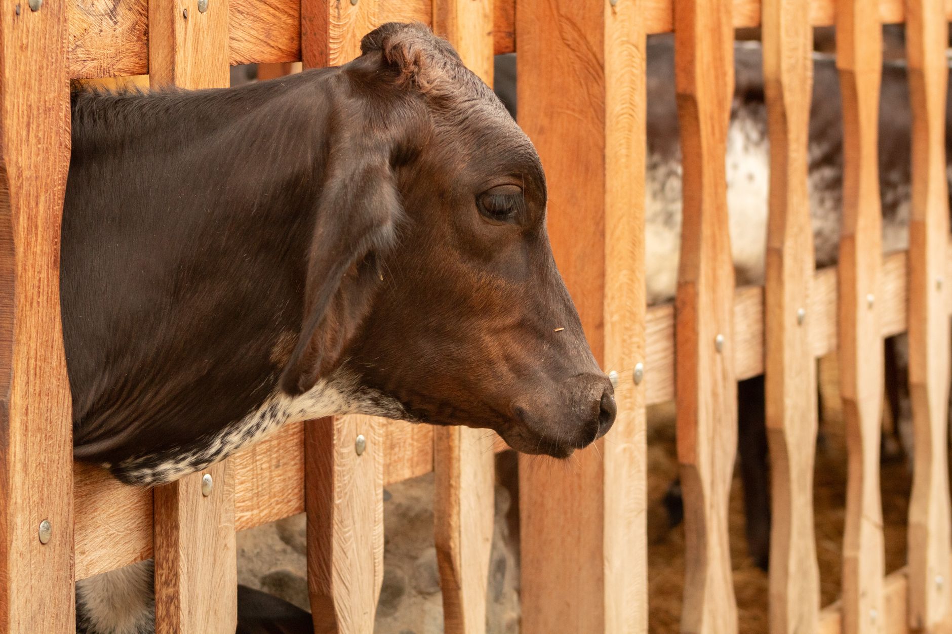 Una vaca se asoma a través de una valla de madera en una granja rural, resaltando sus características.