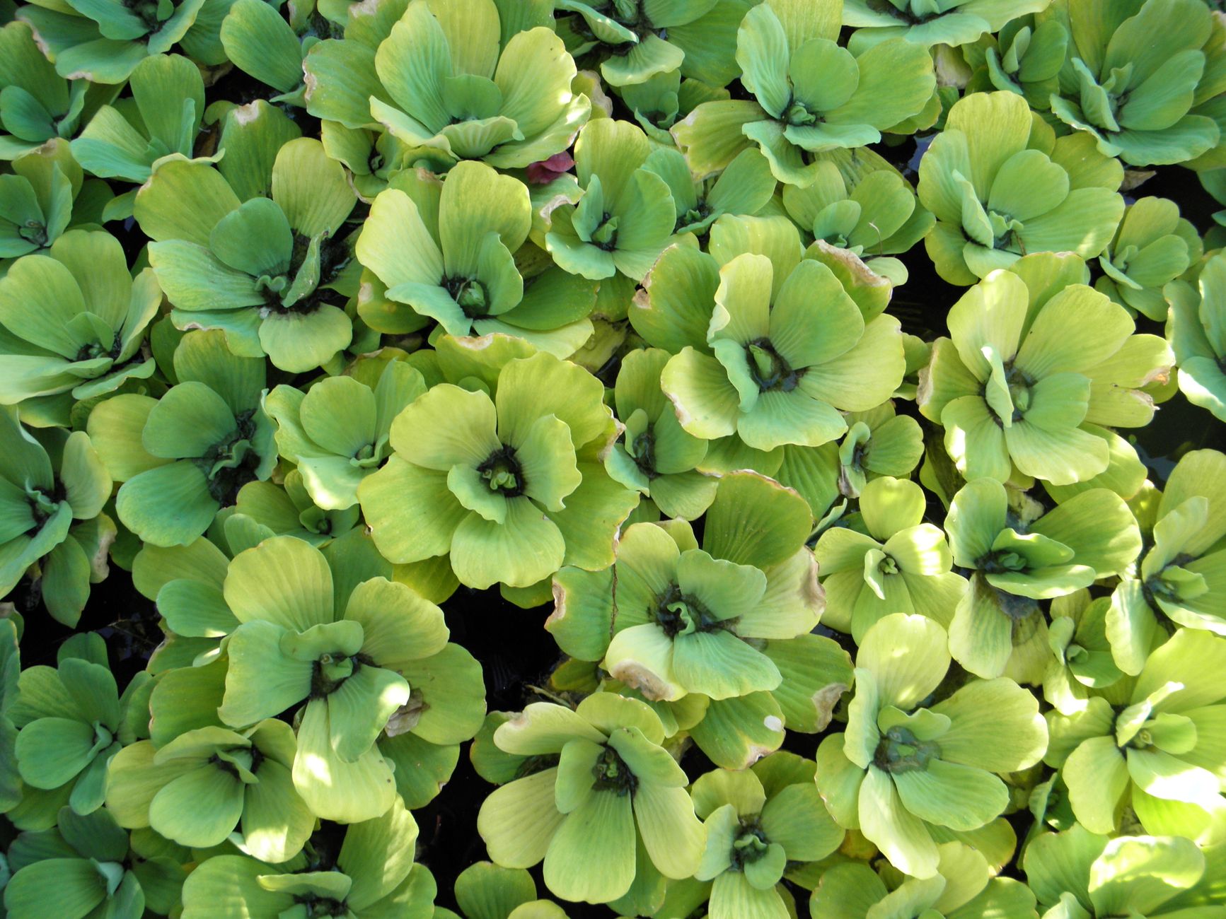 Primer plano de una exuberante lechuga de agua verde (Pistia stratiotes) en un estanque, creando una escena natural serena.