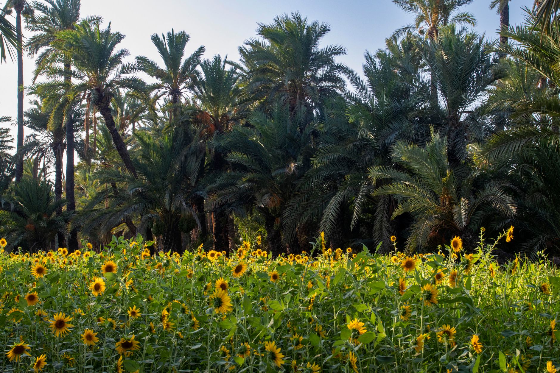 En el Palmeral de Elche, declarado Patrimonio de la Humanidad por la UNESCO, florecen vibrantes girasoles con un telón de fondo de palmeras.